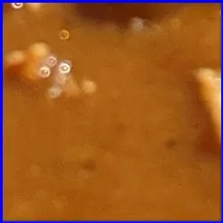 カレーライスの画像